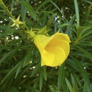 Yellow Oleander (Kaner)